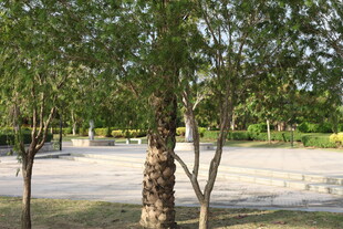 公园绿树成荫的开阔场景