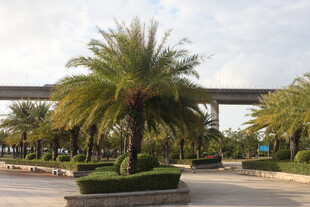 道路旁的棕榈树景观