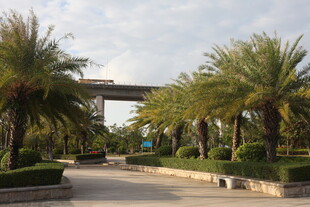 棕榈树环绕的开阔道路