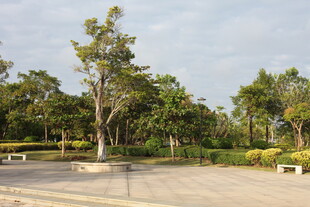 公园开阔场地与葱郁树木