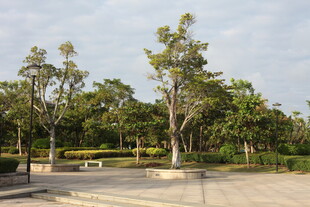 公园绿树环绕的开阔场地