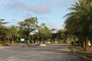 公园林荫道风景