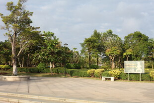 户外林荫停车场景观