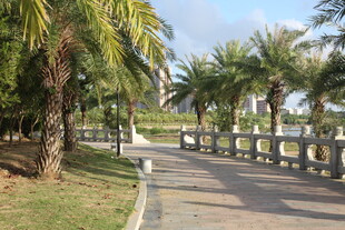 海滨林荫步道风景