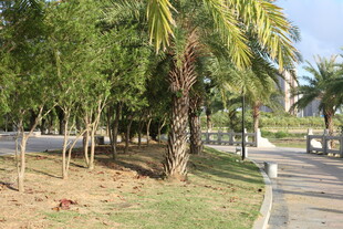 林荫步道旁的葱郁树木