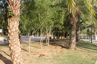 公园内的树木与开阔草地