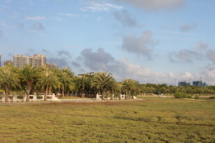 海滨草地与椰树风景