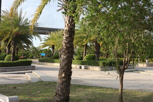 公园内的树木与开阔步道