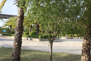 户外林荫休闲场地景观