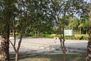 公园绿树环绕的开阔场地