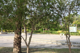 户外绿树环绕的开阔场地