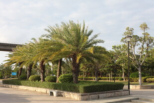 城市道路旁的棕榈树景观