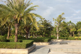 公园中的棕榈树与步道