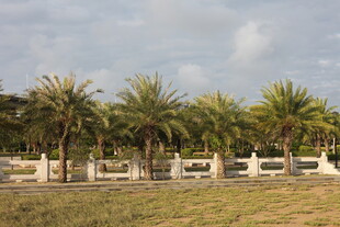 户外棕榈树景观