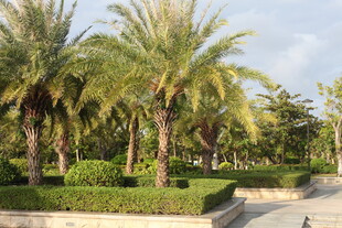 热带棕榈树景观