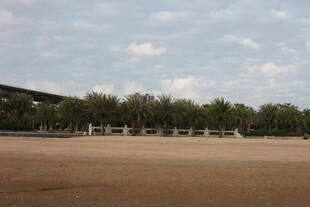 空旷场地旁的绿树成排