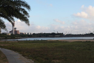 湖畔风光棕榈相伴的美景