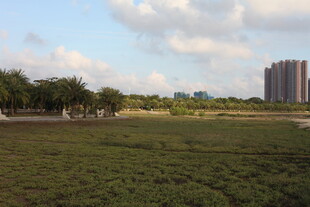 城郊开阔草地与远处高楼