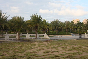 户外开阔草地与棕榈树景观