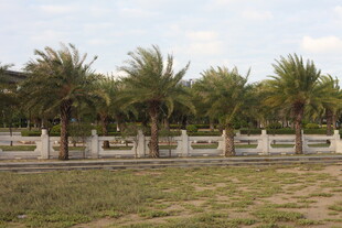 户外棕榈树与围栏景观