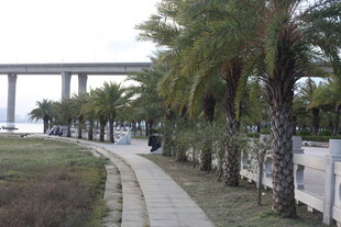 河畔棕榈小道与远处桥梁