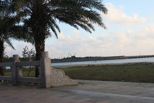 岸边棕榈树与开阔景致