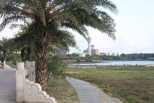 海滨棕榈树旁的宁静步道