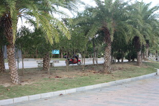 路边成排棕榈树景观