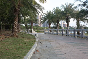 海滨椰树环绕的休闲步道