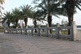 海滨步道旁的椰树与围栏