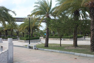 椰树成排的休闲户外场景