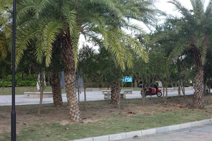 路边的棕榈树景观