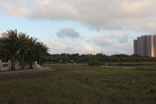 城郊草地与远处高楼景观