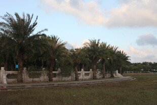 椰树成排的开阔风景