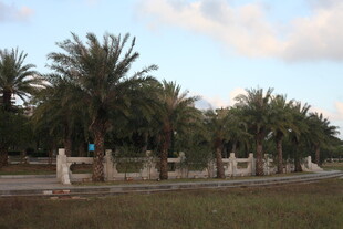 道路旁的棕榈树景观