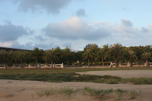 田野边的树木与天空景色