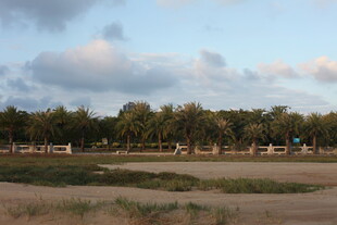 黄昏下的田野与树林景观