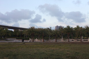 户外草地与椰树风景