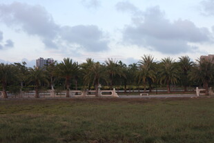 郊外开阔草地与远处树林