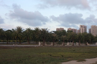 城市边的草地与椰林景观