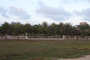 户外草地与椰树景观