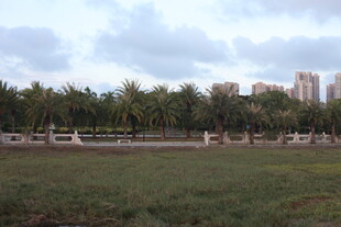 城郊草地与远处高楼景观