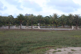 开阔草地与远处棕榈树林