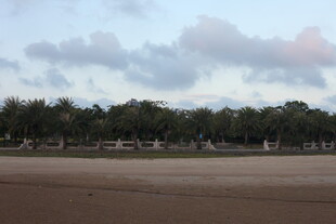 海边黄昏下的树木与沙滩