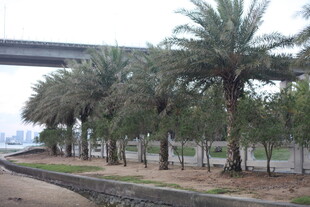 河畔棕榈树景观