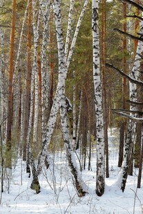 冬日白桦林雪景