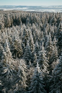 冬日雪覆森林壮丽景观
