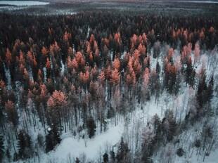 冬日雪覆红林美景