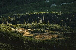 山间葱郁树林俯瞰景象