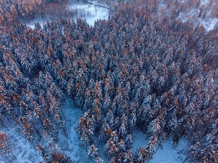 冬日雪覆森林俯瞰美景